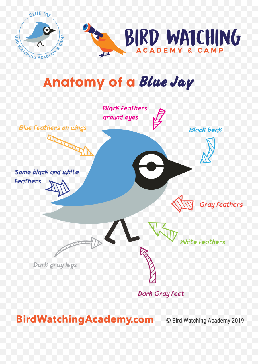 Blue Jay - Bird Watching Academy Birds Anatomy For Kids Png,Blue Jay Png