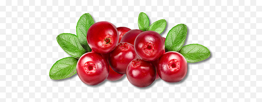 Cranberry Vector Transparent Picture - Cranberry Png,Cranberry Png