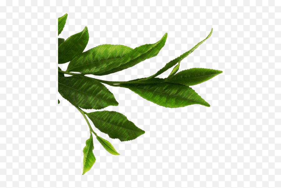 Download Tea Leaves Png - Green Tea Leaf Tea Png,Tea Leaves Png