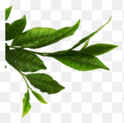 Download Tea Leaves Png - Green Leaf