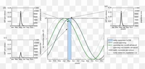 Three Functions For Peak Horseshoe Crab Spawning Shifted - Diagram png