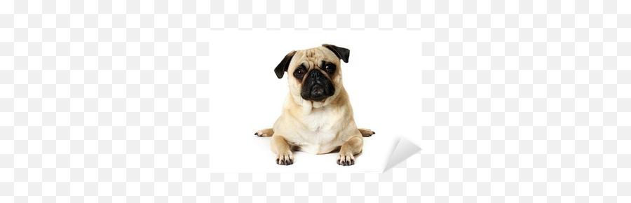 Yoga Pug Sticker U2022 Pixers - We Live To Change Pug Png,Pug Png