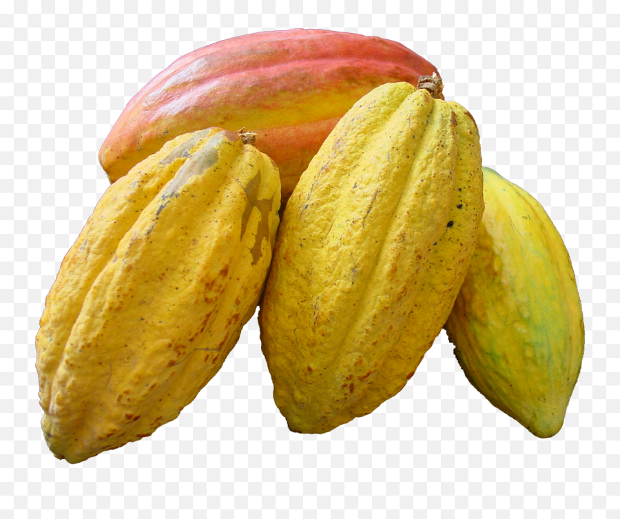 Cacao Beans Png Image - Cocoa Png,Cacao Png