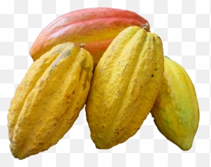 Cacao Beans Png Image - Cocoa Png,Cacao Png