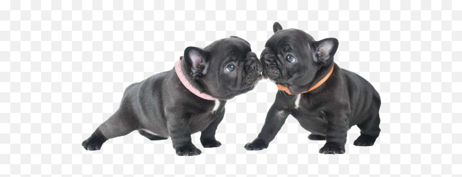 Black French Bulldog Png Image - Cute French Bulldog Png,Bulldog Png