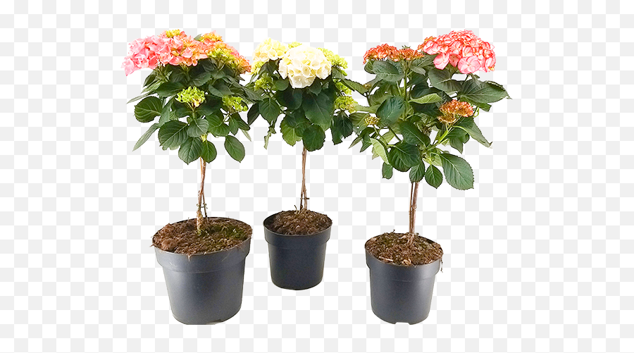 Hydrangea - Altanova Flowerpot Png,Hydrangea Png