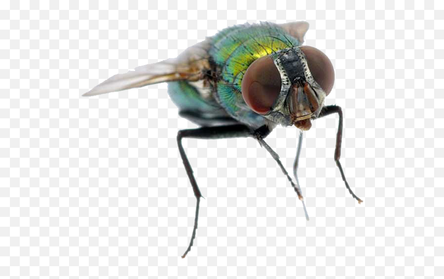 Fly Png Transparent - Water Fly,Fly Png