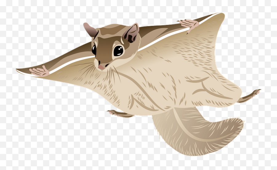 Woolly Flying Squirrel Clipart Free Download Transparent - Animal Figure Png,Squirrel Png