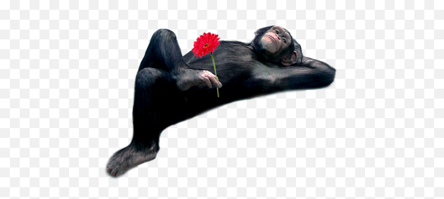 Monkey And Rose Png Official Psds - Animal Sleeping Posture Monkeys,Ape Png