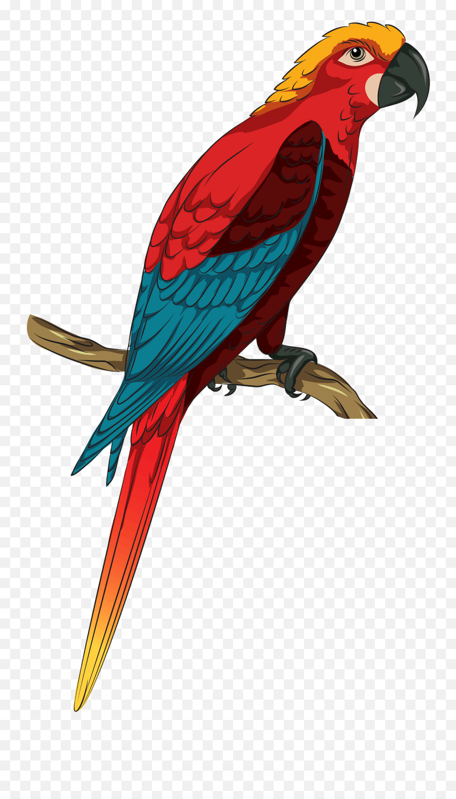 Jamaican Red Macaw Clipart Free Download Transparent Png - Bird Glass Etching Colouring,Macaw Png