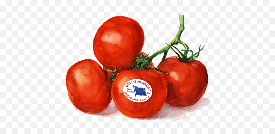 Tomatoes - Bells Nursery Superfood Png,Tomatoes Png