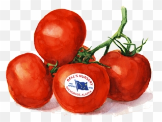Tomatoes - Bells Nursery Superfood Png,Tomatoes Png