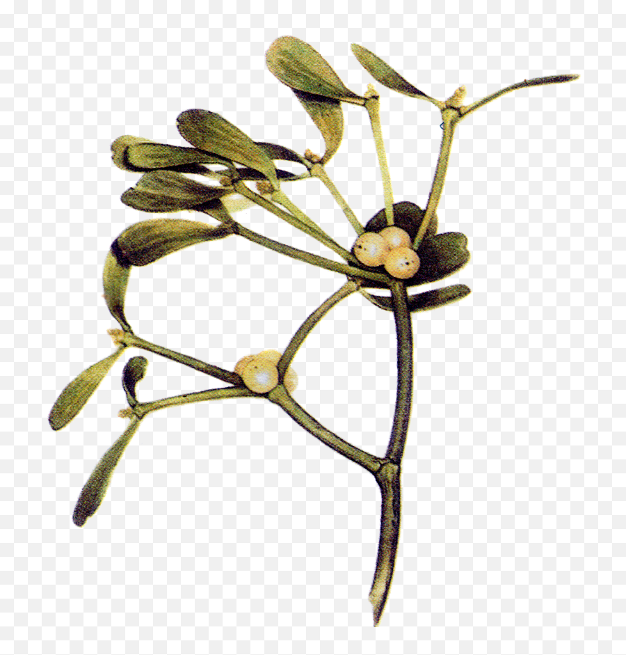 Maria Treben Herbs - Mistletoe Png,Mistletoe Png