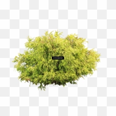 Download Hd Shrubs Bush - Wild Shrub White Background Transparent Background Shrubs Png,Shrub Transparent Background