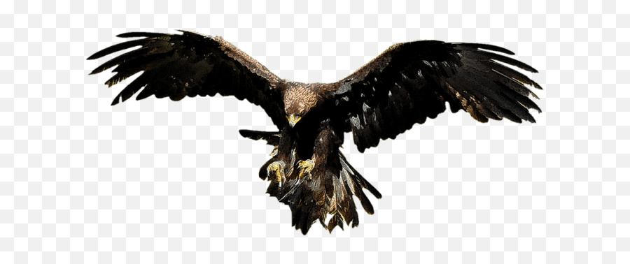 Aguila Png Volando Transparent Images - Aguila Png,Aguila Png