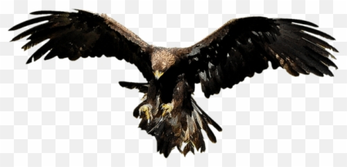 Aguila Png Volando Transparent Images - Aguila Png,Aguila Png