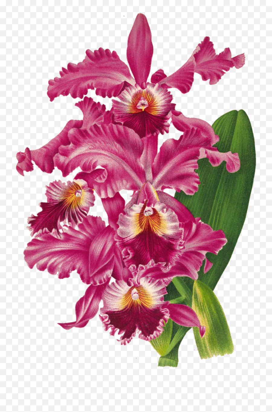Orchid Blossom Flower Transparent Free Stock Photo - Public Christmas Orchid Png,Orchids Png