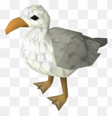Seagull - Seagull Osrs Png,Seagull Png