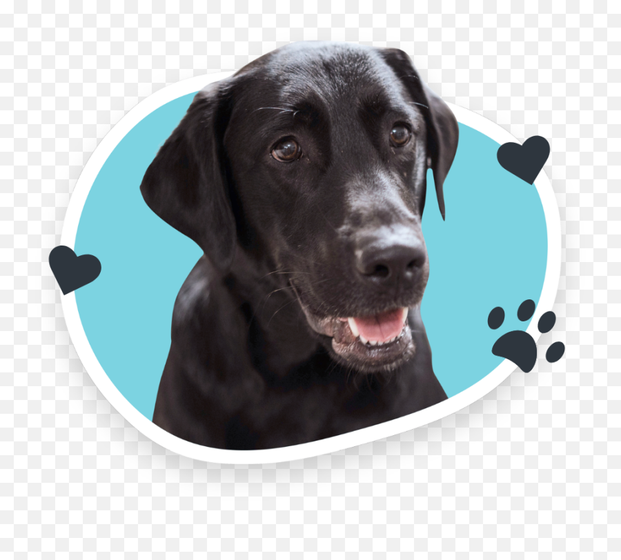 Dog Grooming Services Ruff Cuts - Lindsay Png,Labrador Retriever Icon