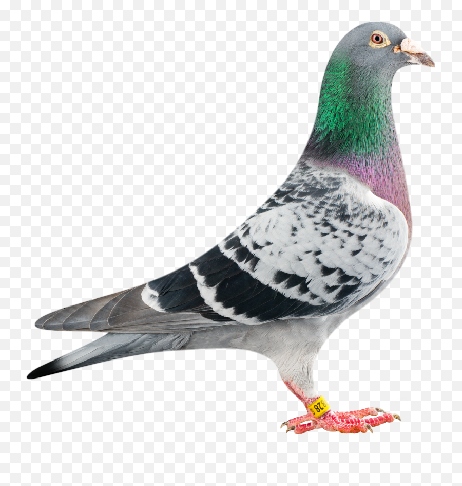 Download Hd Pigeon Transparent Png - Racing Pigeon Png,Pigeons Png