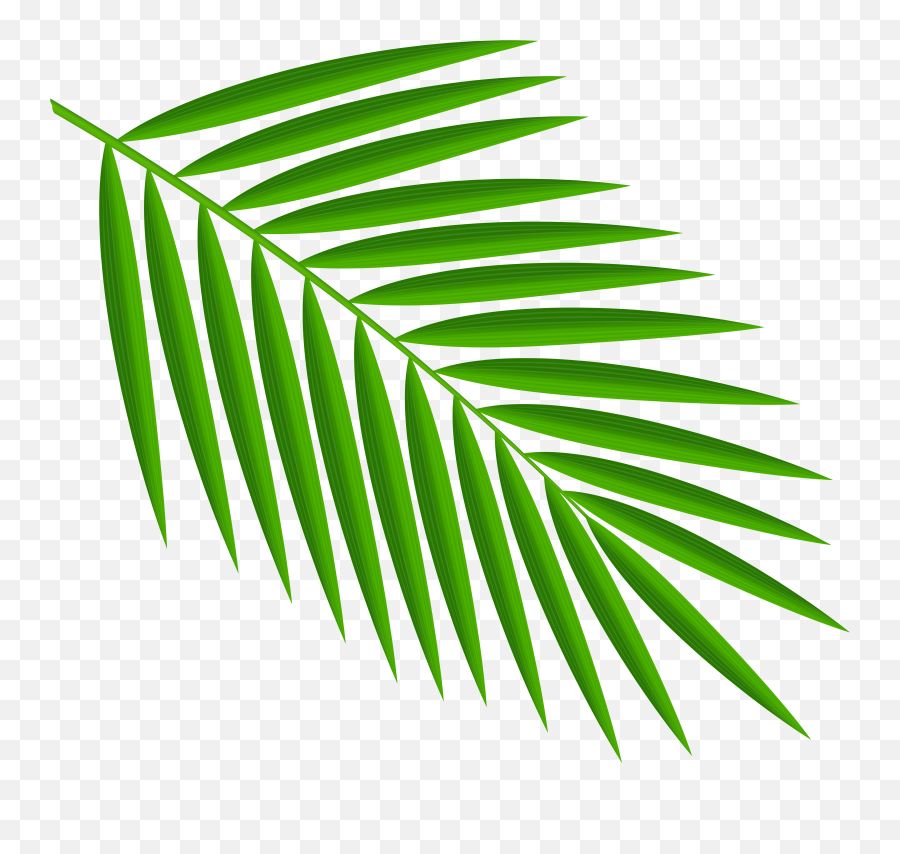 Clipart Palm Leaf Png Tropical