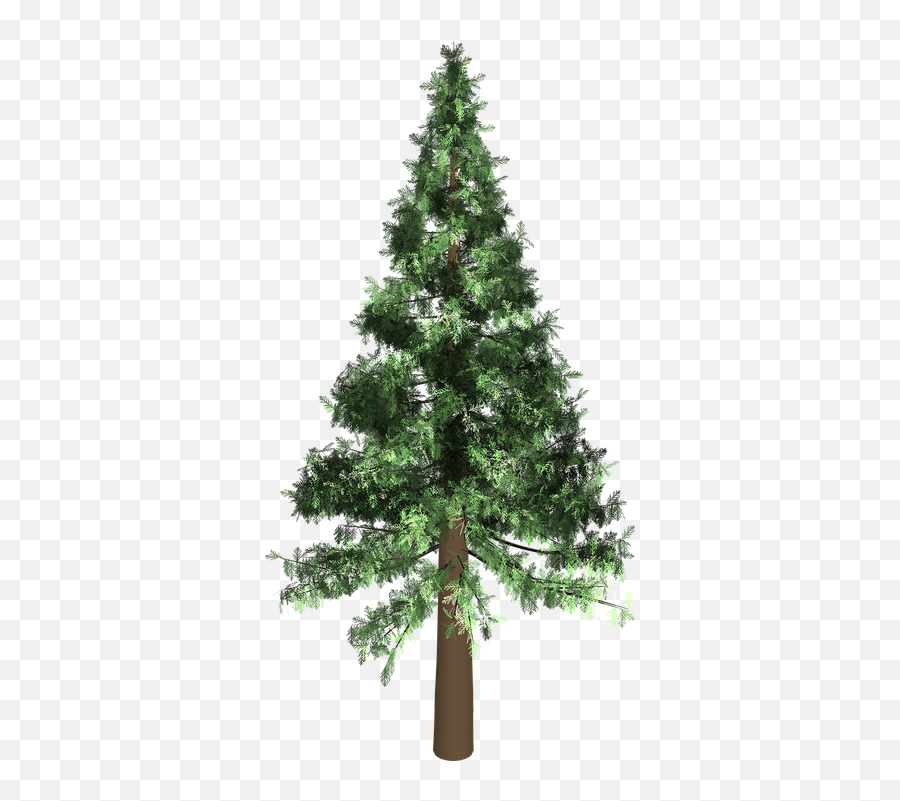 Evergreen Png 5 Image - Evergreen Trees Transparent,Evergreen Png
