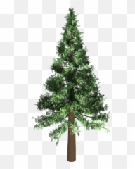 Evergreen Png 5 Image - Trees Transparent