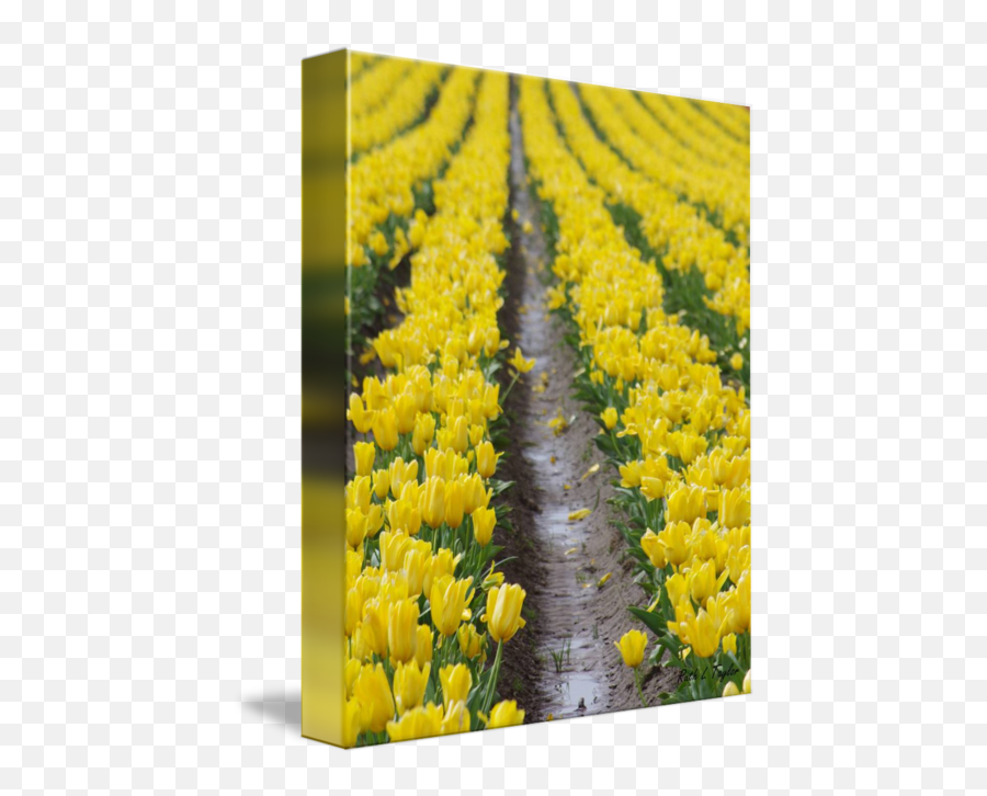 Yellow Brick Road By R Lynley - Tulip Png,Yellow Brick Road Png