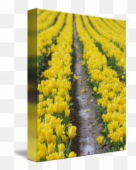Yellow Brick Road By R Lynley - Tulip Png,Yellow Brick Road Png