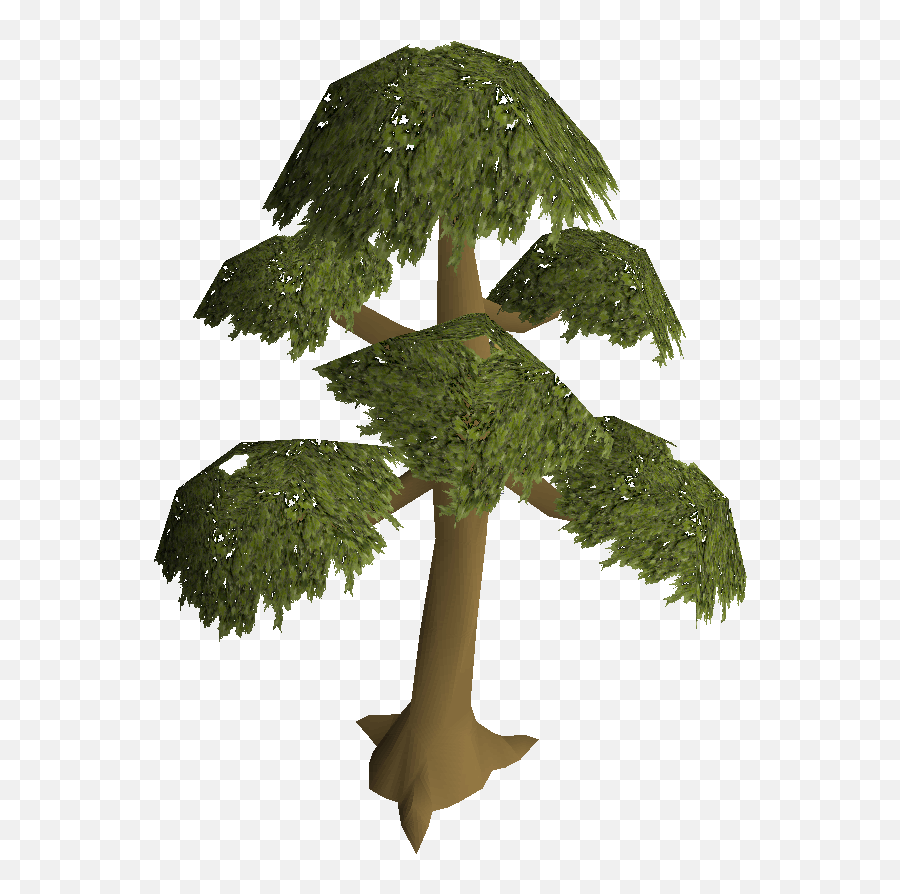 Yew Tree Png Old