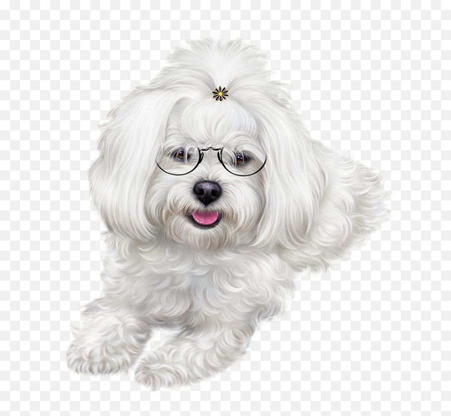 Christmas Puppy Images Clipart - Dog Transparent Maltipoo Png,Puppy Clipart Png