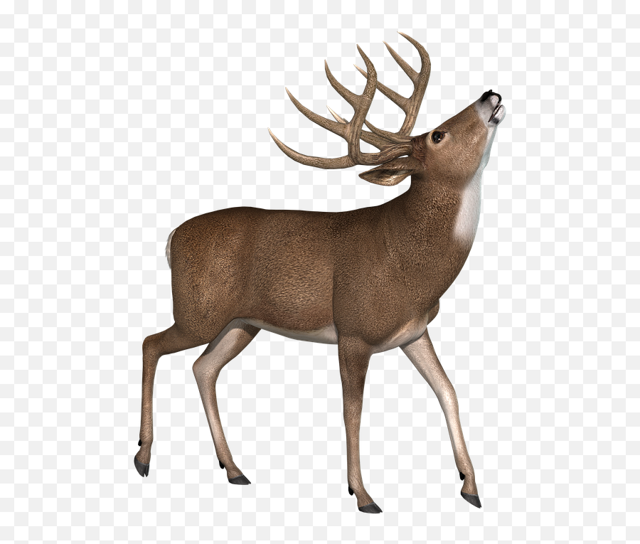 Buck Deer Stag - Intelligence Png,Buck Png