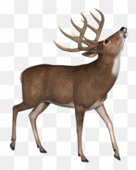 Buck Deer Stag - Intelligence Png,Buck Png