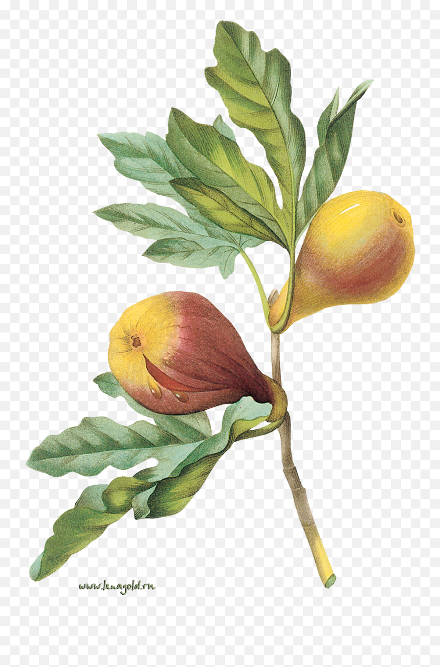 Download Plant Flower Tree Fruit Common Fig Hq Png Image - L Artisan Parfumeur,Fruit Tree Png Download Plant Flower Tree Fruit Common Fig Hq Png Image - L Artisan Parfumeur,Fruit Tree Png