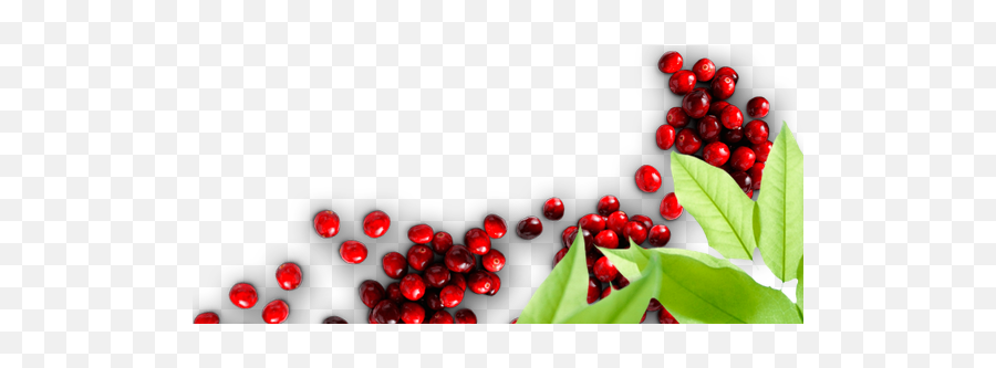 Home Cranberry Marketing Committee - Fresh Cranberry Png,Cranberry Png