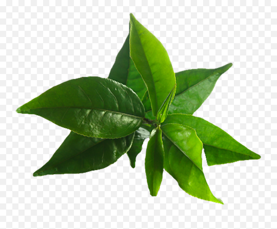 Tea Tree Oil Leaves Png Image - Tea Tree Leaves Png,Tea Leaves Png