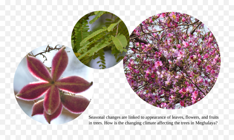 Full Size Png Image - Desert Rose,Bougainvillea Png