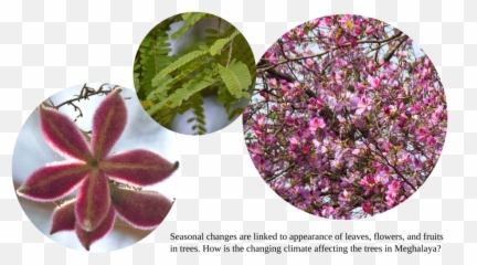 Full Size Png Image - Desert Rose,Bougainvillea Png