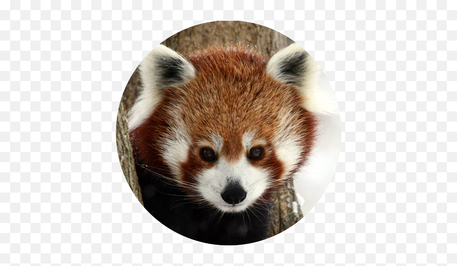 Red Panda Giant Raccoons Animal Mammal - Red Panda Png Transparent Red Panda Real,Red Panda Transparent