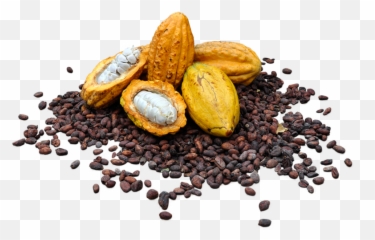 Cacaos Download Transparent Png Image - Cacao Png,Cacao Png