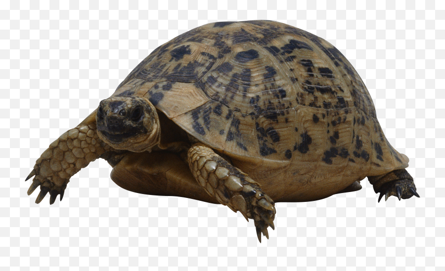 Turtle Png Images Free Download - Turtle Png,Turtle Png