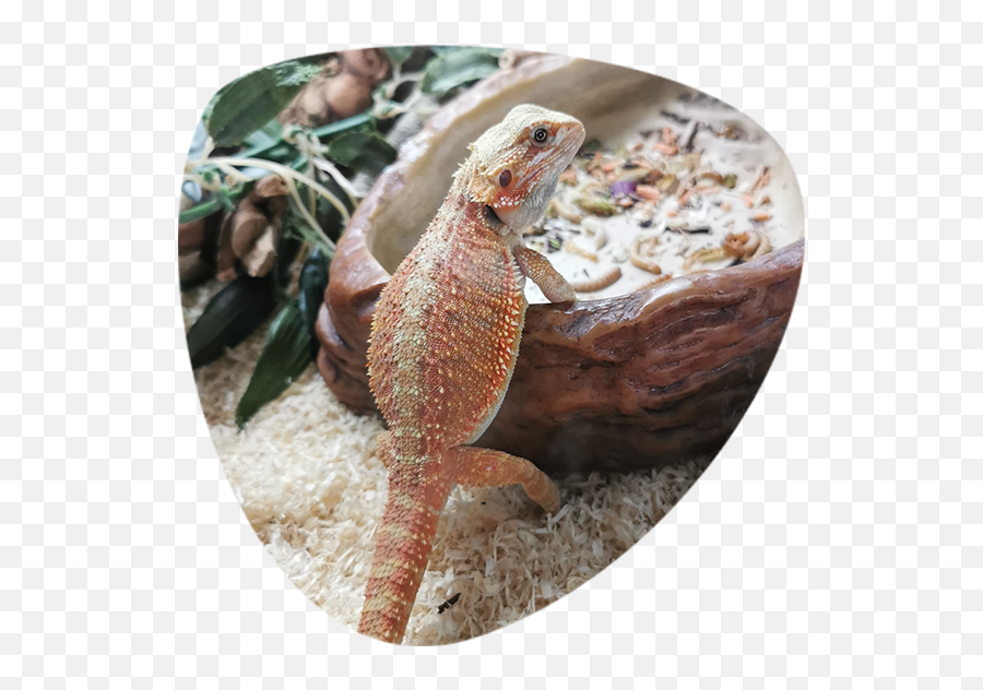 Bearded Dragon Png