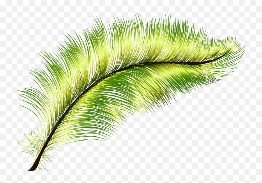 Feather Green Peafowl - Green Feathers Png,Feathers Transparent