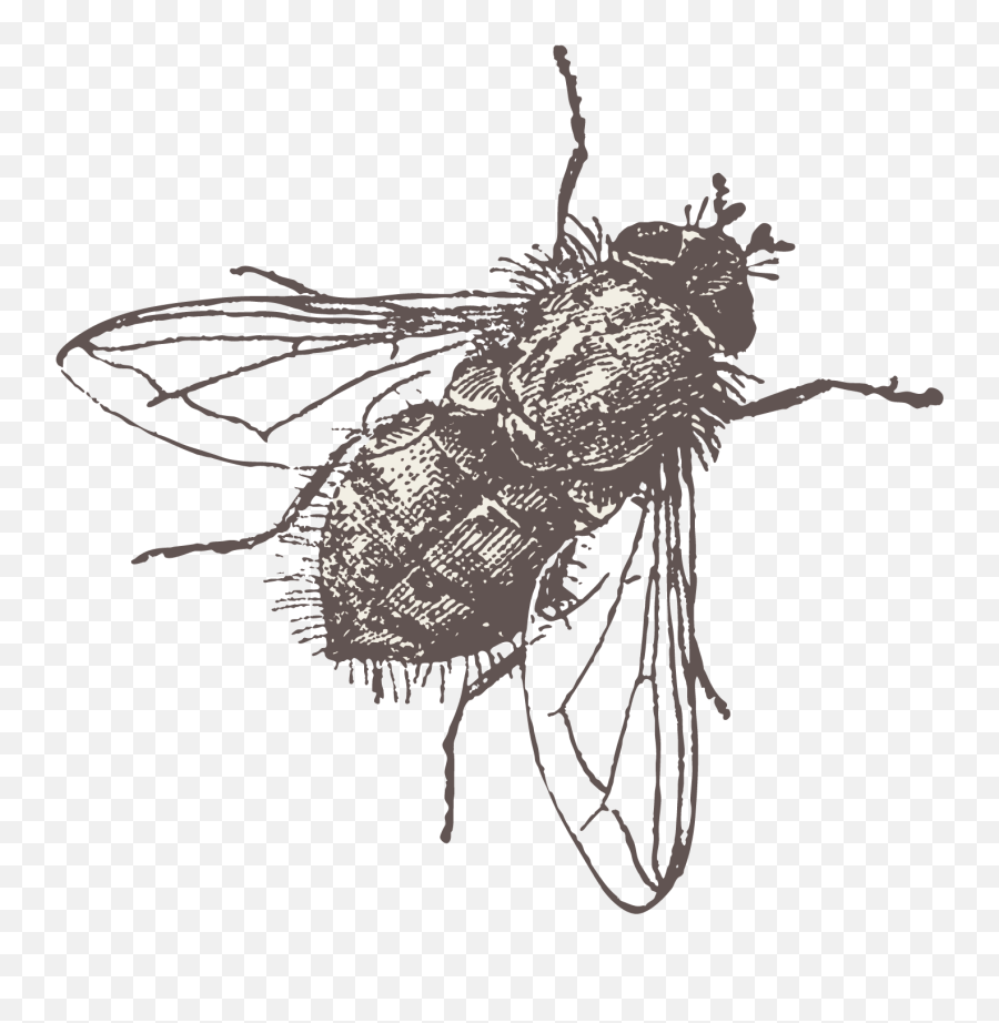 Fly Vector Png Download - Fondos Para Power Point,Fly Png