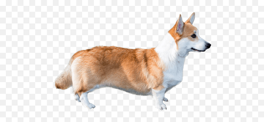 Download Corgi Dog - Corgis Png,Corgi Png