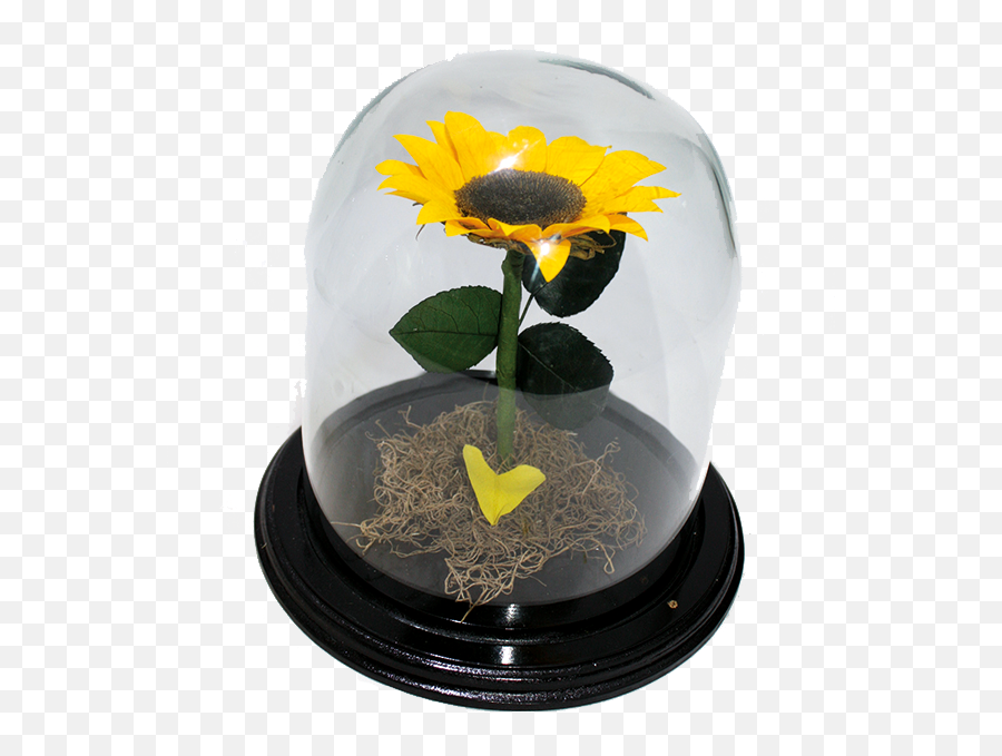Re002 - Girasol Eterno Sunflower Full Size Png Download Common Sunflower,Girasol Png