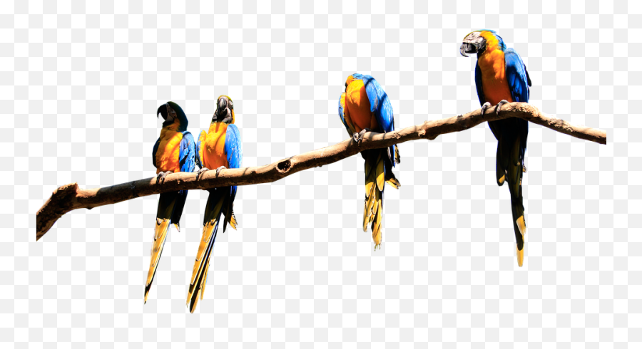Download Hd Parrots Branch Isolated Parrot Bird Plumage - Parrot On Branch Png,Macaw Png