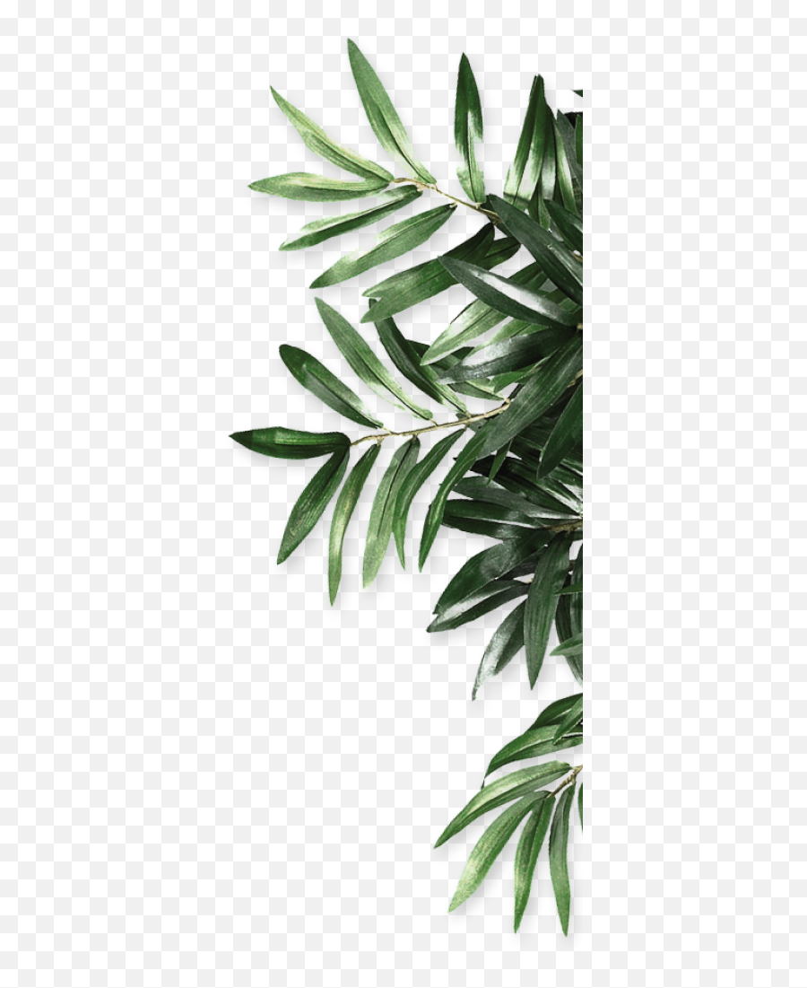 Palm Frond Png - Be Organics Leaf Natural Android Free Olive Green Leaves Png,Palm Fronds Png