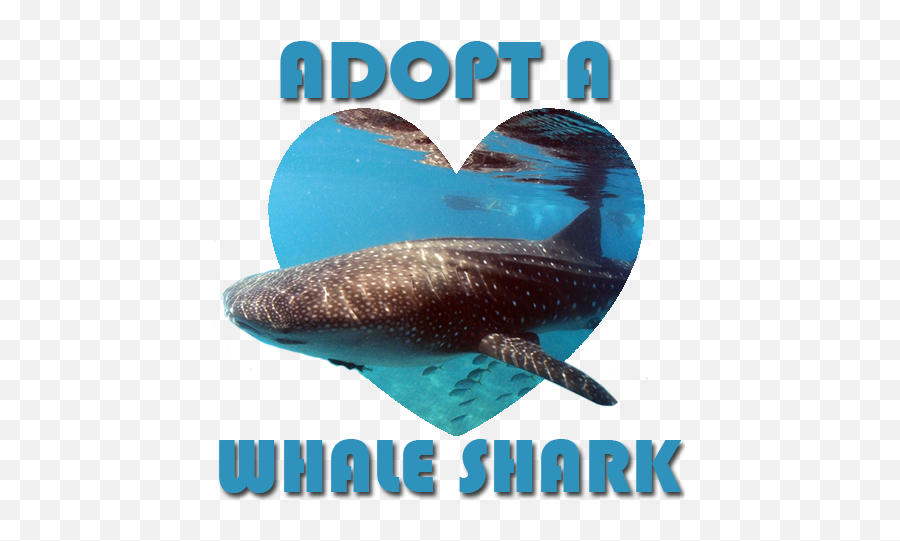 Whale Shark Png Image - Whale Shark,Whale Shark Png