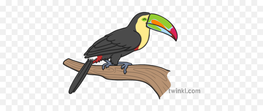 Keel Billed Toucan Illustration - Twinkl Toucan Twinkl Png,Toucan Png